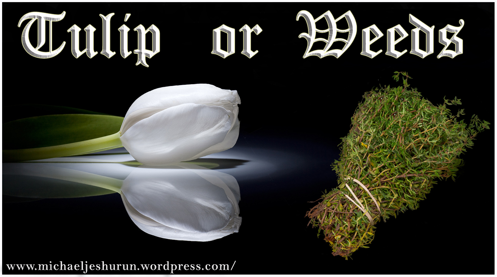 Tulip or Weeds
